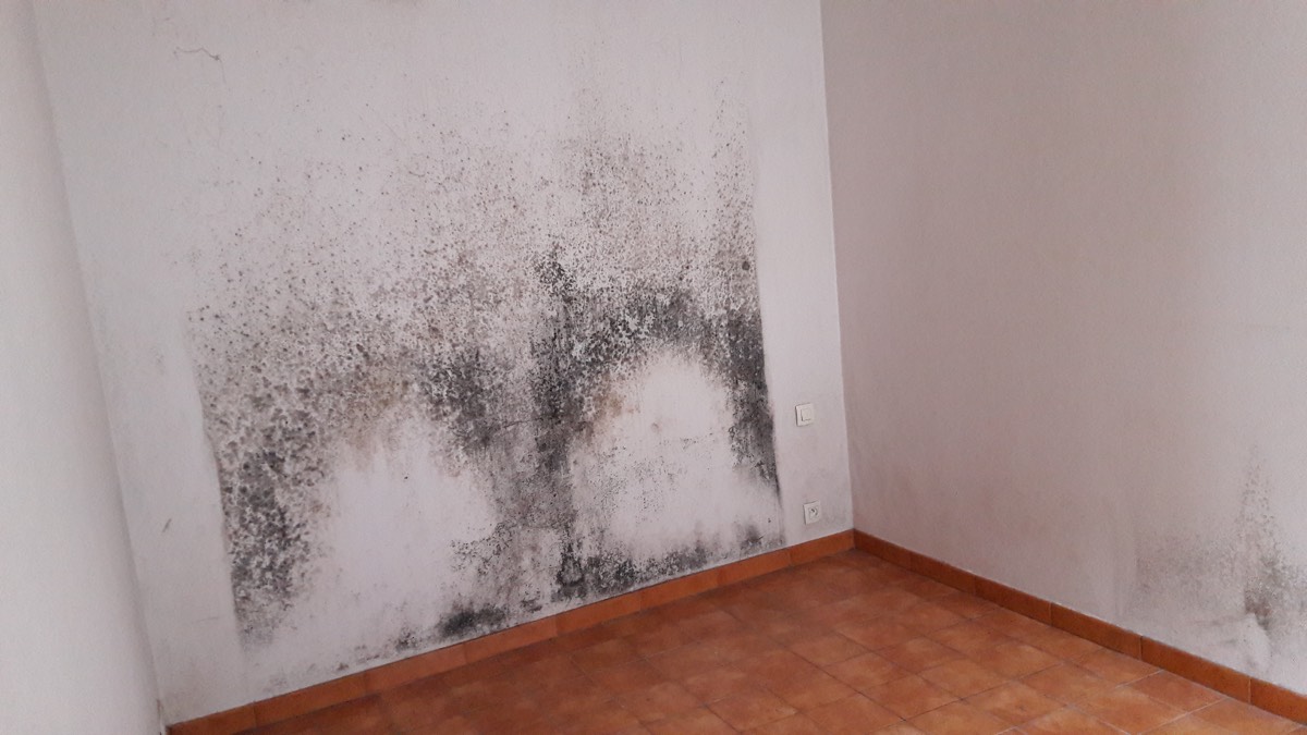 Moisissures - Expertise humidité à Beauvais